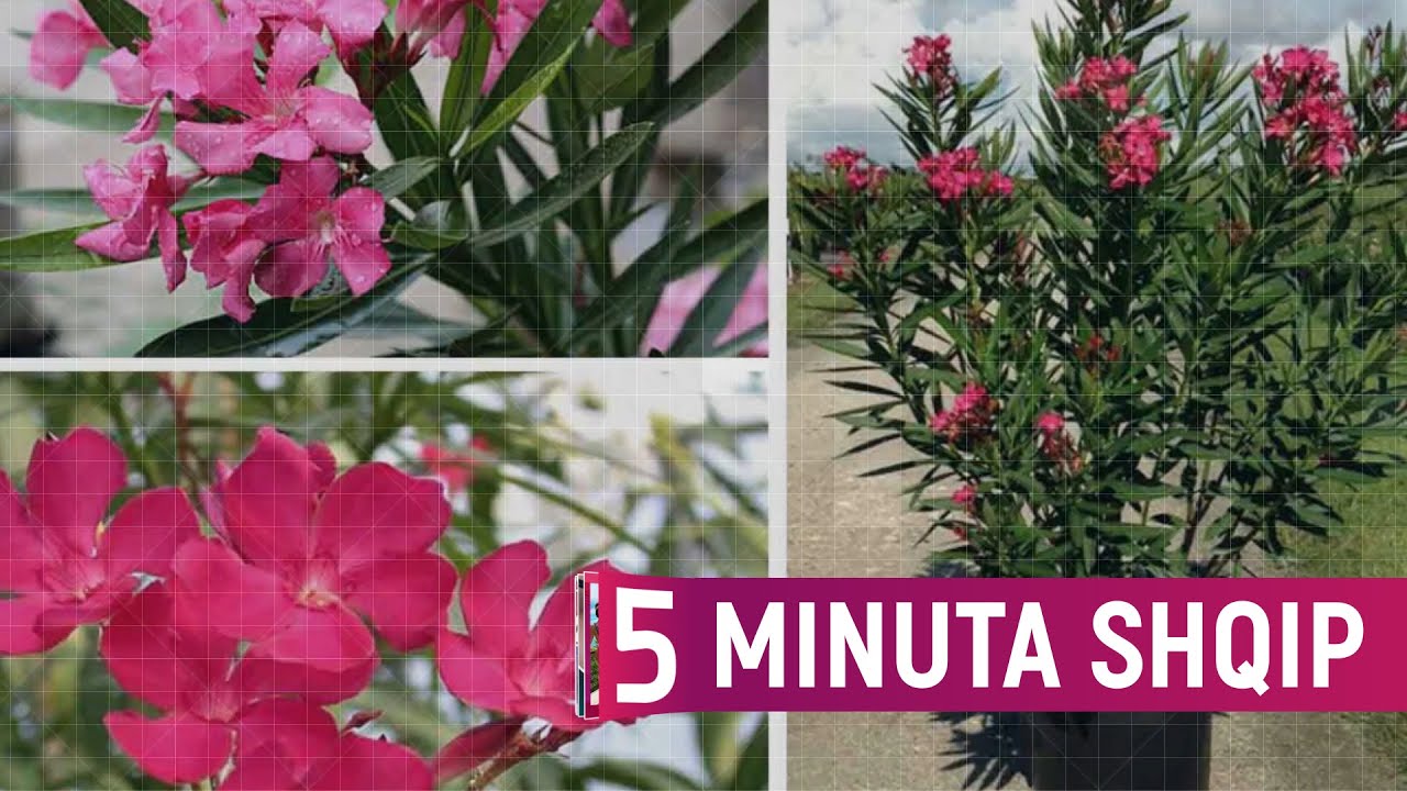 N&euml;se i keni n&euml; sht&euml;pi hiqni menj&euml;her&euml;, k&euml;to jan&euml; 6 bim&euml;t e rrezikshme!