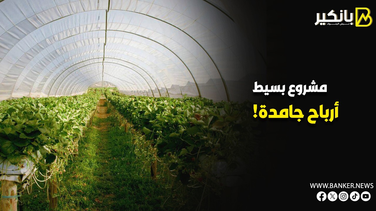 استثمار العمر في شوية بلاستيك   إزاي تبدأ مشروع صوبة زراعية وتضمن أرباح خيالية؟
