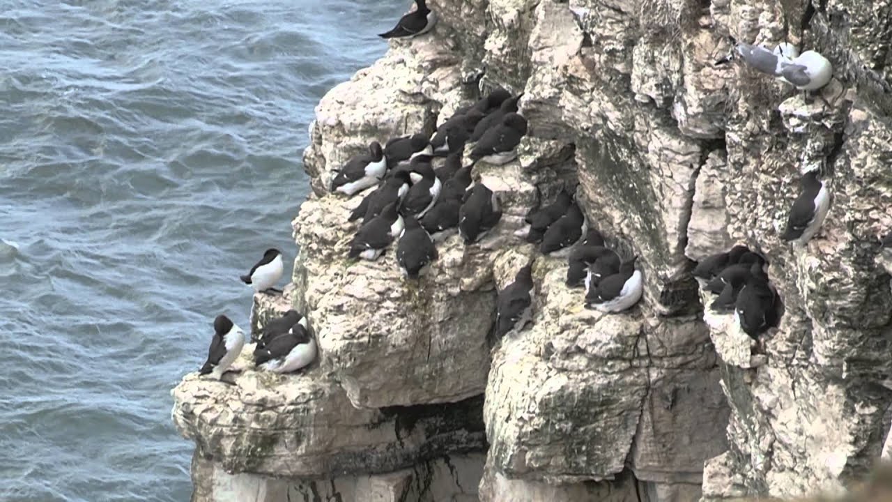 Farm Stay Yorkshire Series - RSPB Bempton Cliffs