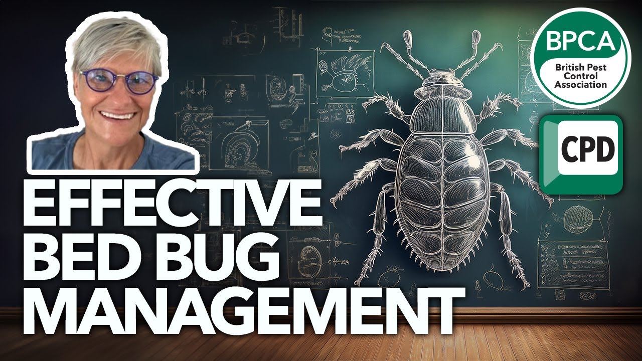 Effective bed bug management strategies