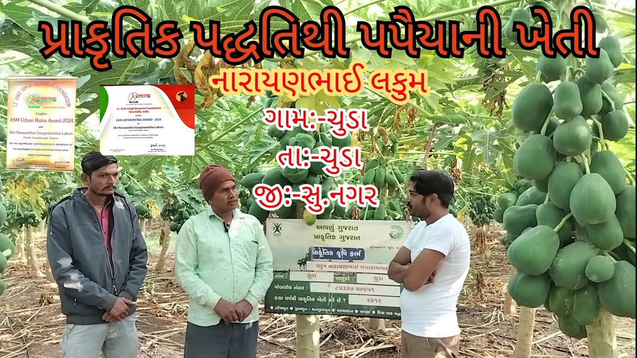 પપૈયાની પ્રાકૃતિક ખેતીમાં કેટલો નફો #papita #ikhedut #પ્રાકૃતિક_ખેતી #પ્રાકૃતિક #ખેતી #ખેતીવાડી