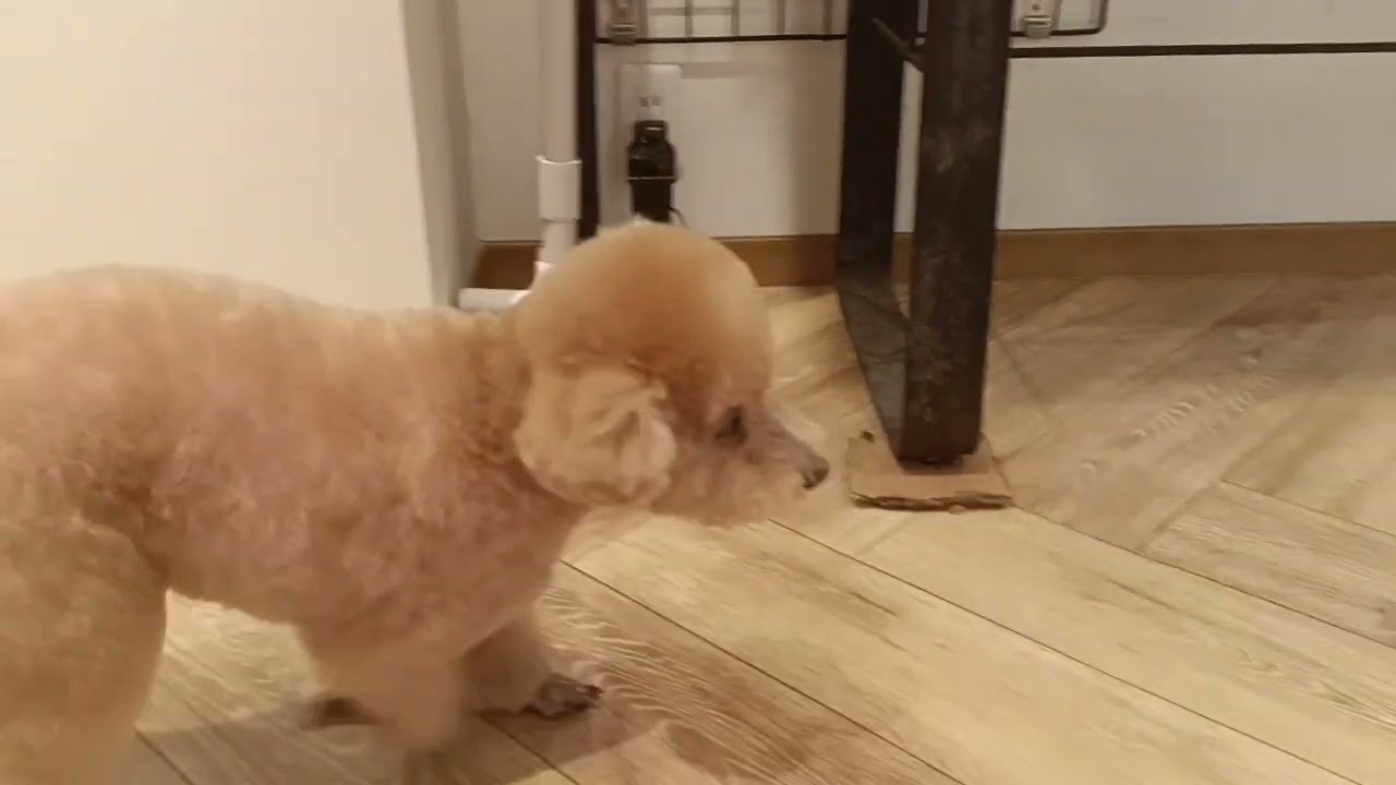くるみちゃんと遊ぶ♪