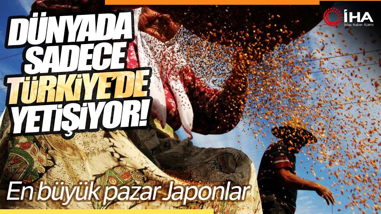 'Altın Susam' Hasadı Başladı: En Büyük Pazar Japonya