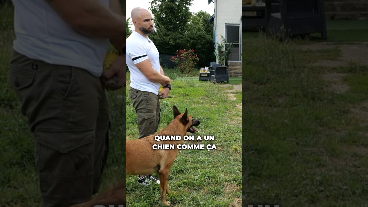 Apprenez &agrave; vos chiens &agrave; s'apaiser ft. @shirinexkenza