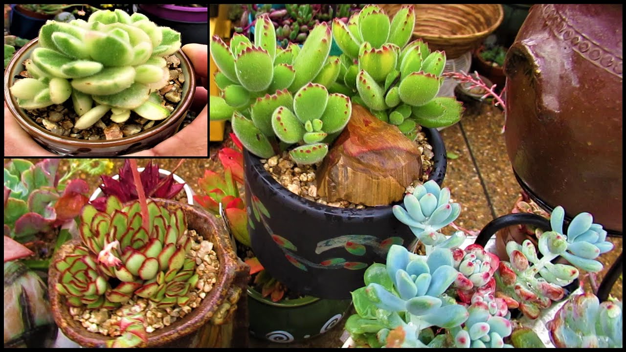 RAIN on Succulents & BEAR PAWS | VLOG #29 Succulents & Coffee w/ Liz