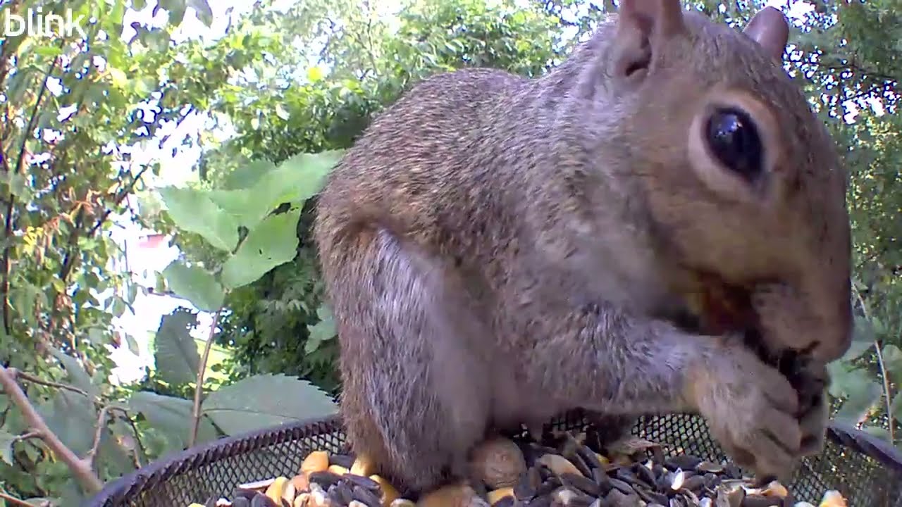 Squirrel Up Close at the Bird Feeder (Relaxing Nature Video)