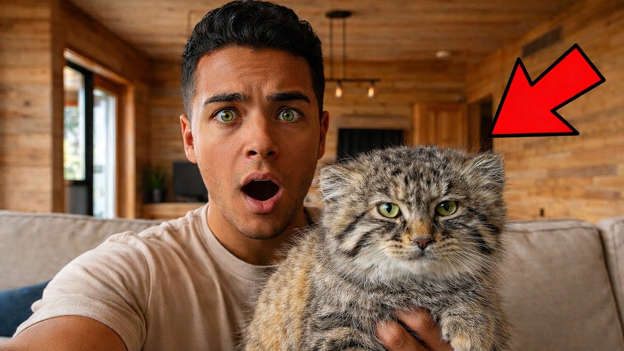 He Picked Up a Stray Kitten…Then Realized It A Rare Pallas's Cat Manul 