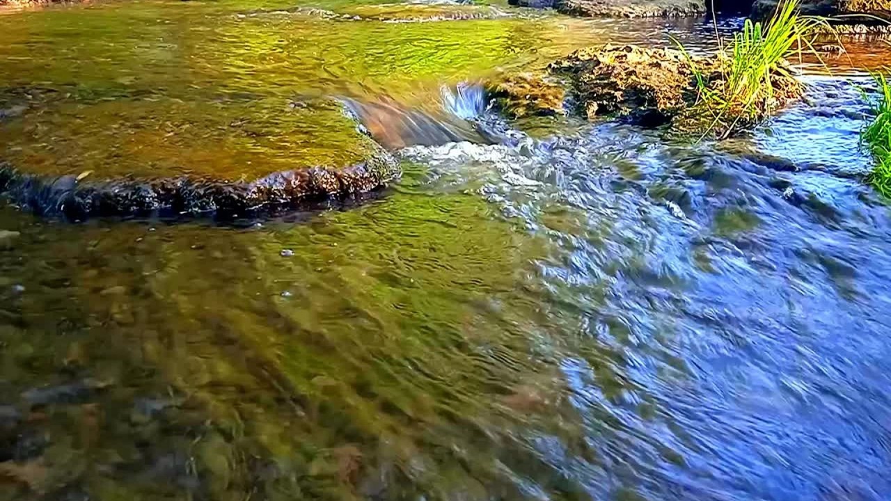 1 Hour Forest Stream Close-Up | Flowing Water & Real Nature Sounds for Relaxation & Focus