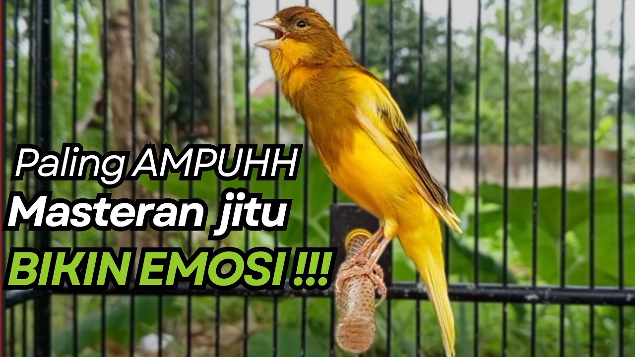 KENARI GACOR Cuit CUIT BIRAHI UNTUK PANCINGAN & MASTERAN Kenari PAUD AGAR BUNYI