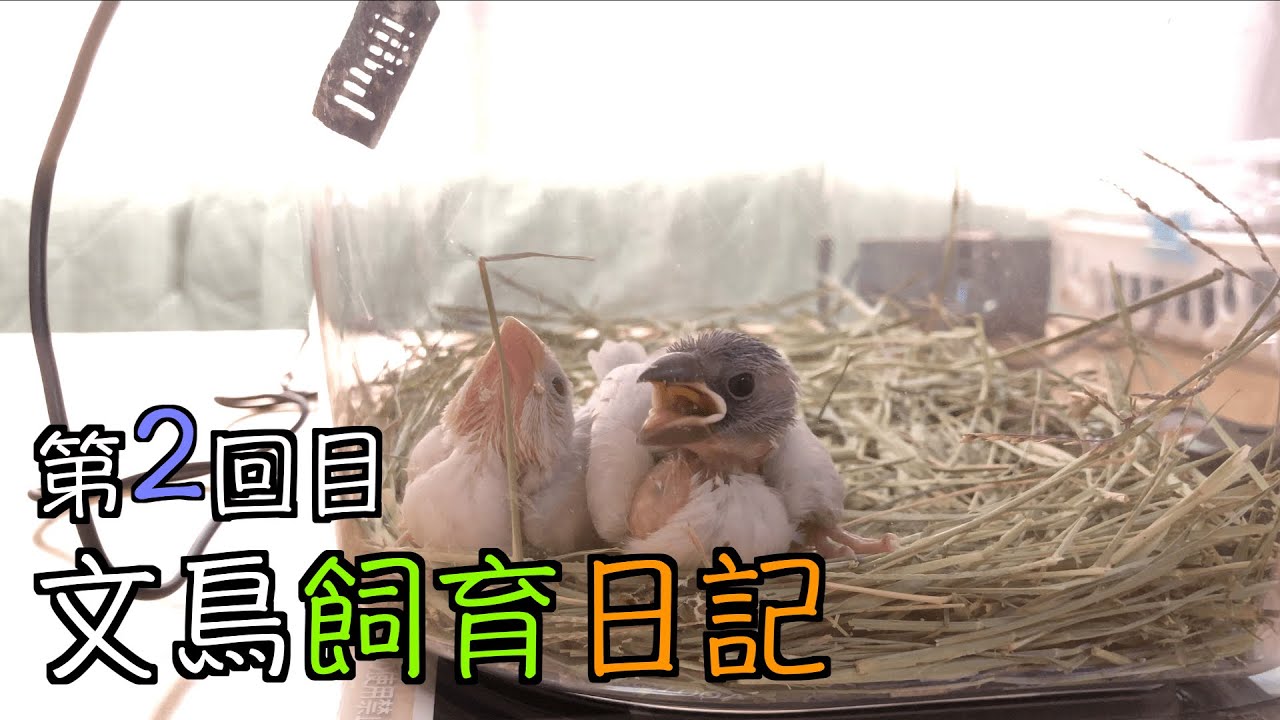 文鳥飼育日記第2回目