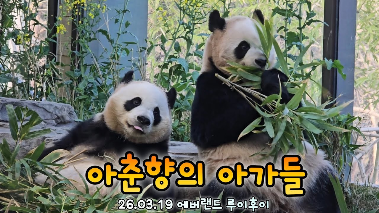 루이후이의 퇴근타임과 아이바오의 신나는 해먹 그네 야외 러바오 26.03.19 Everland Ruibao Huibao Aibao Lebao 