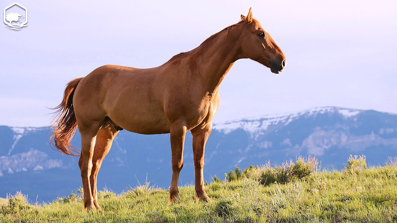 Horse's Paradise - Relaxation film of terrestrial nature + Meditation music (Full HD ✨)