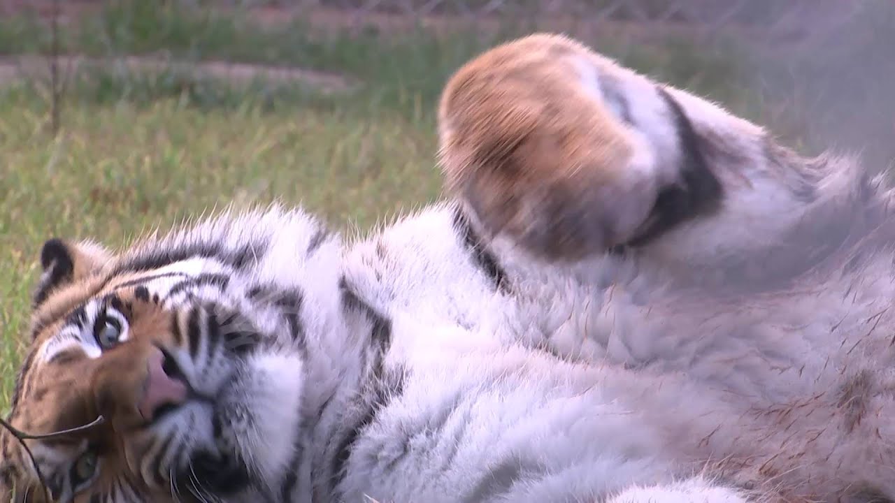 Keine Langeweile in der VIER PFOTEN Großkatzenstation in TIERART