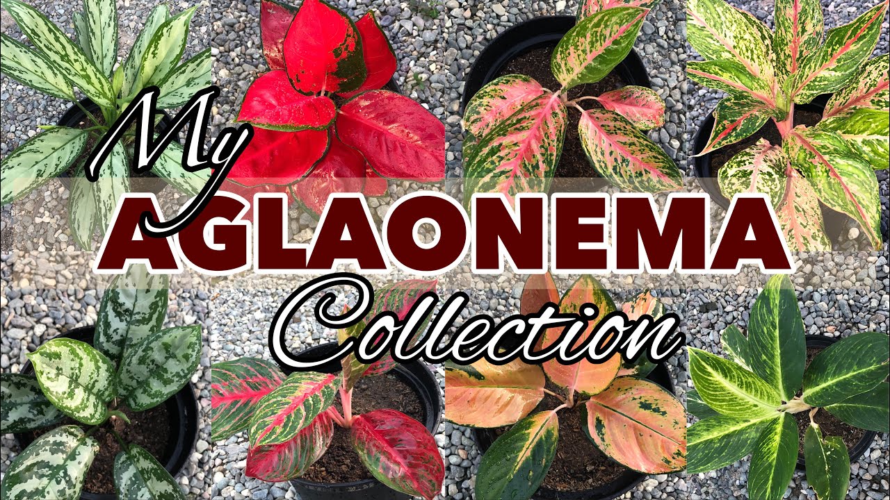 Different Varieties of Aglaonema | Common and Semi Rare Aglaonemas