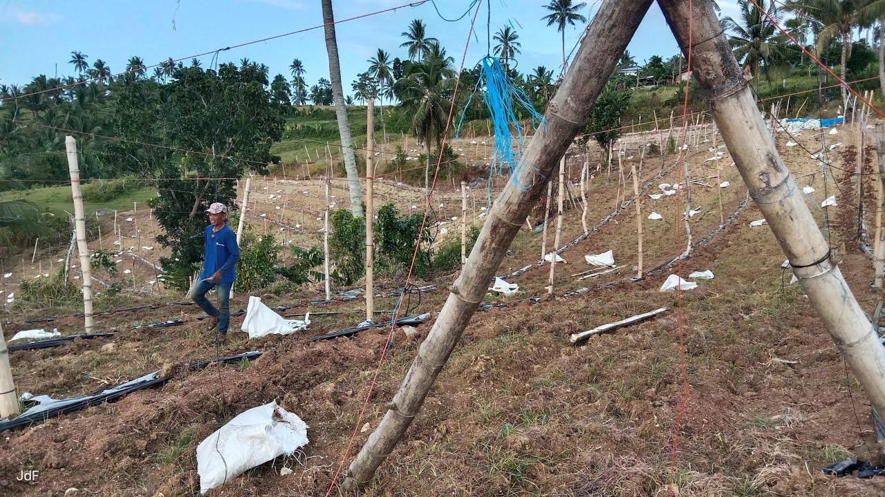 EFFECTIVE  NA PARAAN SA PAG LAND PREP NG AMPALAYA NA ANGKOP SA ULAN AT INIT NA PANAHON