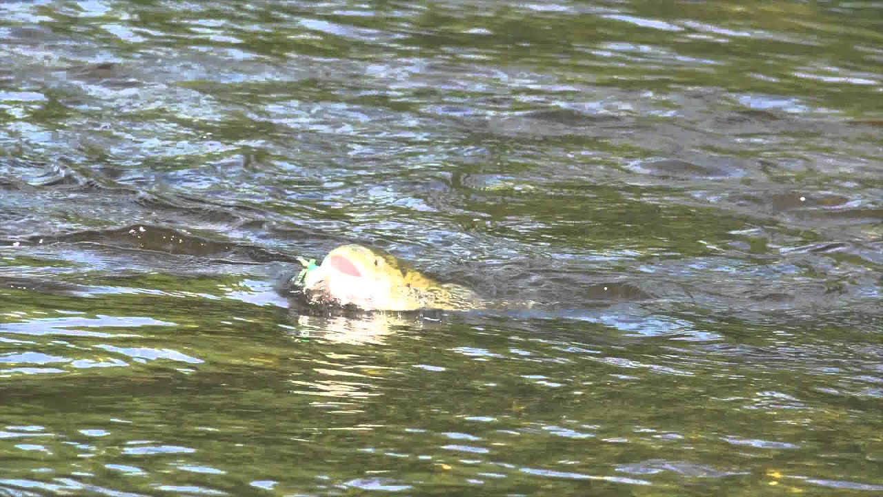 Wall Hole at the DSR: Fly fishing with Class