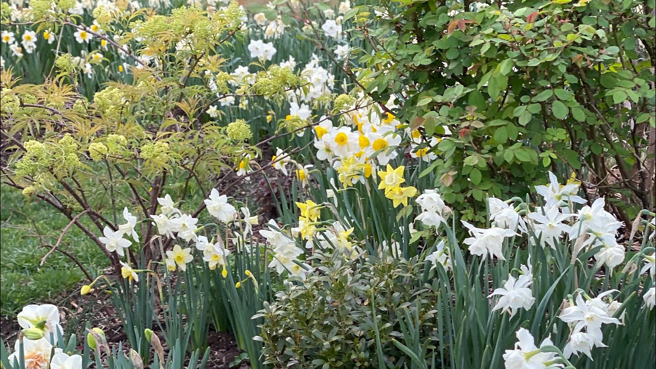 🌼 Spring Garden Tour - Daffodils - Kwanzan Cherry 🌸