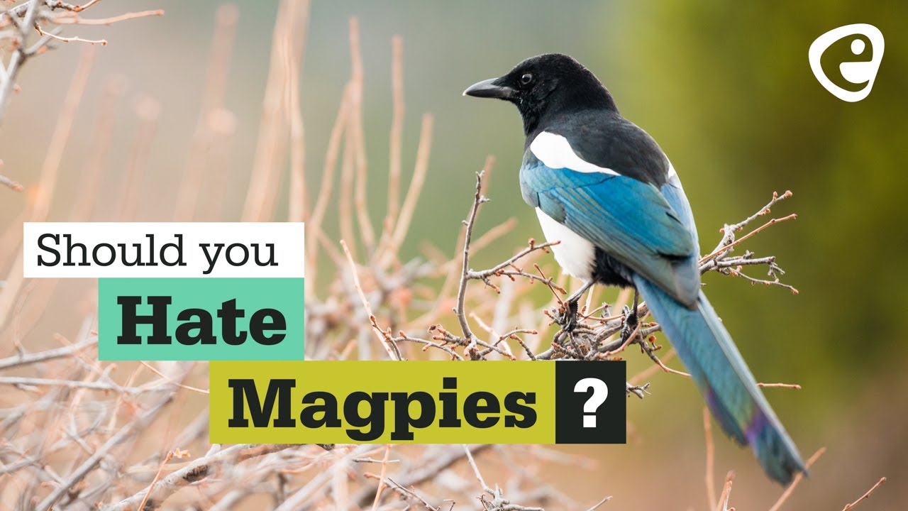 Should you hate Magpies?