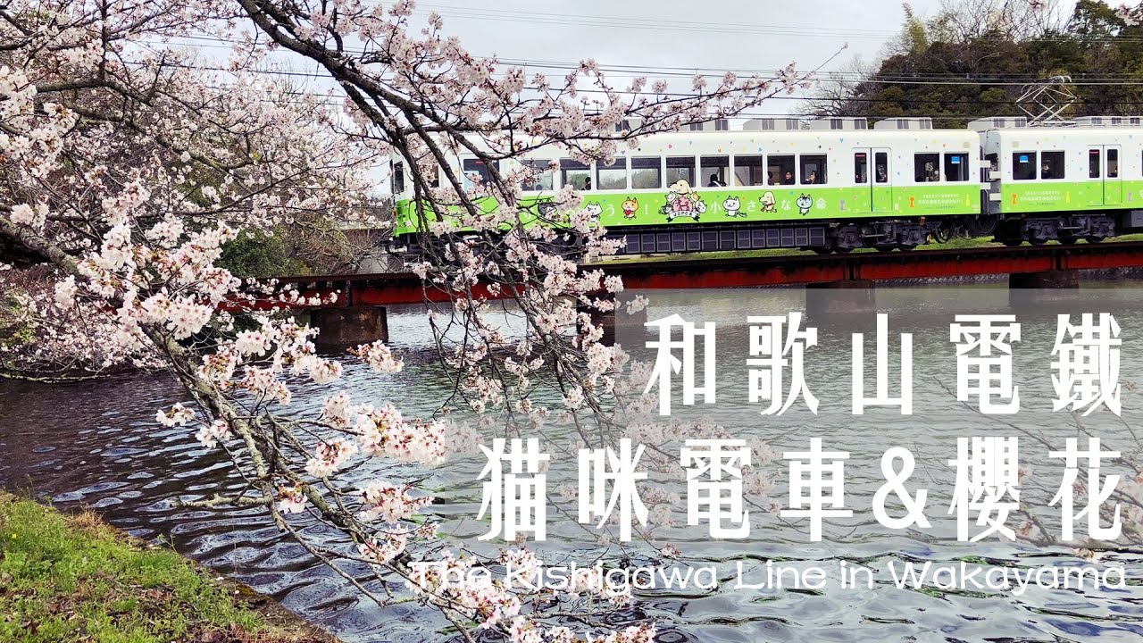 日本花見Ep.01｜和歌山電鐵貴志川線｜一次搭到貓咪電車、草莓電車、梅星電車｜關西&廣島JR Pass｜Japan Vlog｜The Kishigawa Line in Wakayama (ENG)