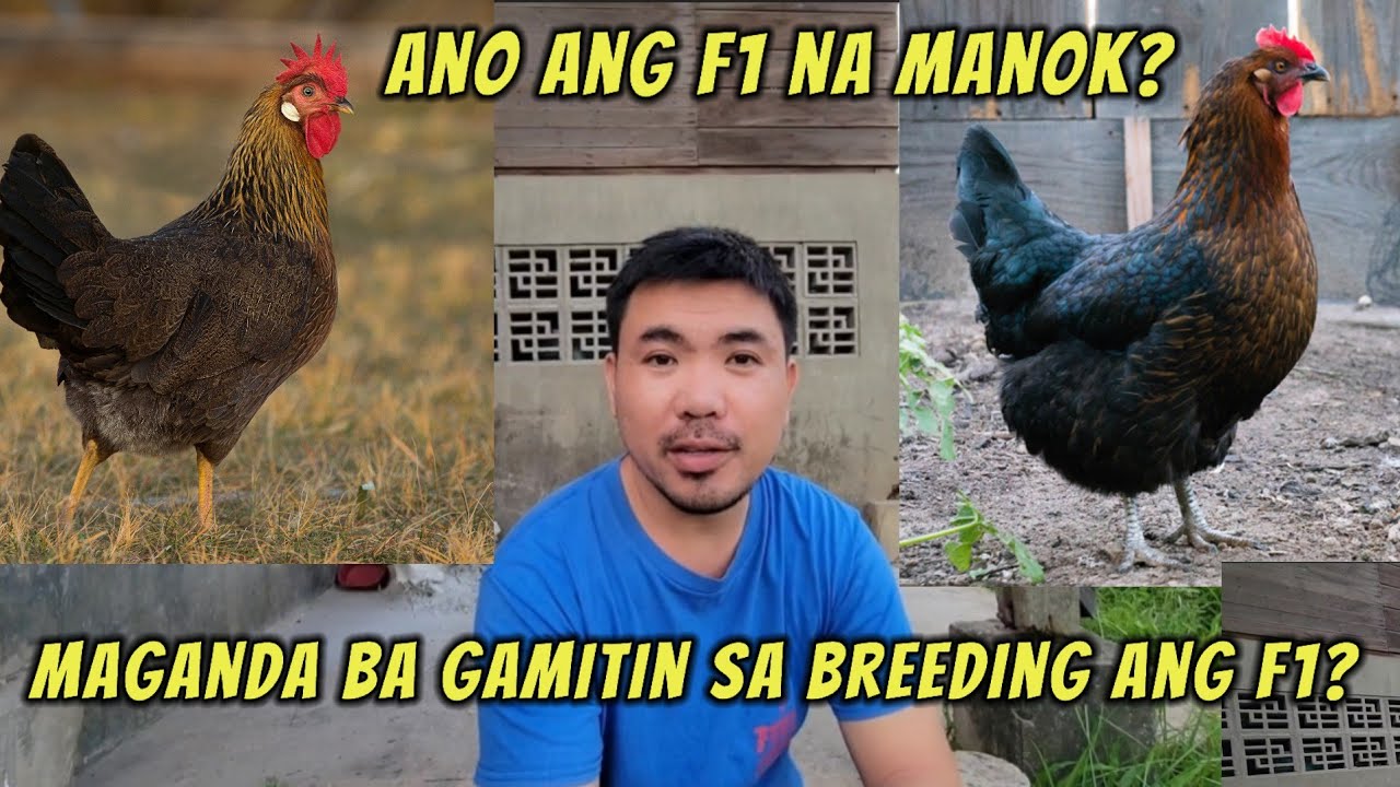 Ano nga ba ang F1 na manok? Maganda ba gamitin ito sa breeding?