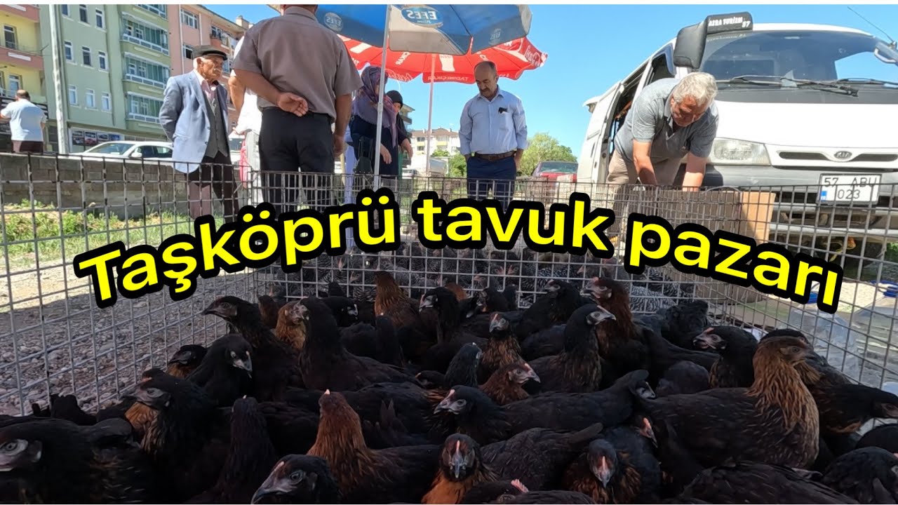 Kastamonu Taşköprü tavuk pazarı güncel fiyatları havaların ısınması fiyatları etkiledimi ? 🐓🦃🐥