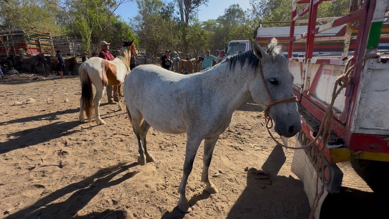 Caballos de venta en el Tiangue de san Miguel 
