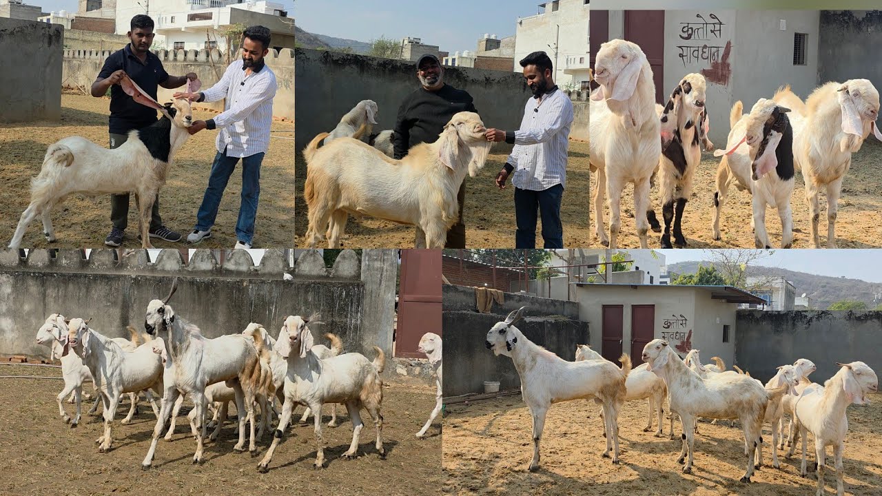 Jagirdar Goat Farm Jaipur | The Goats From All India Biggest Saukh Goats Rajasthan 