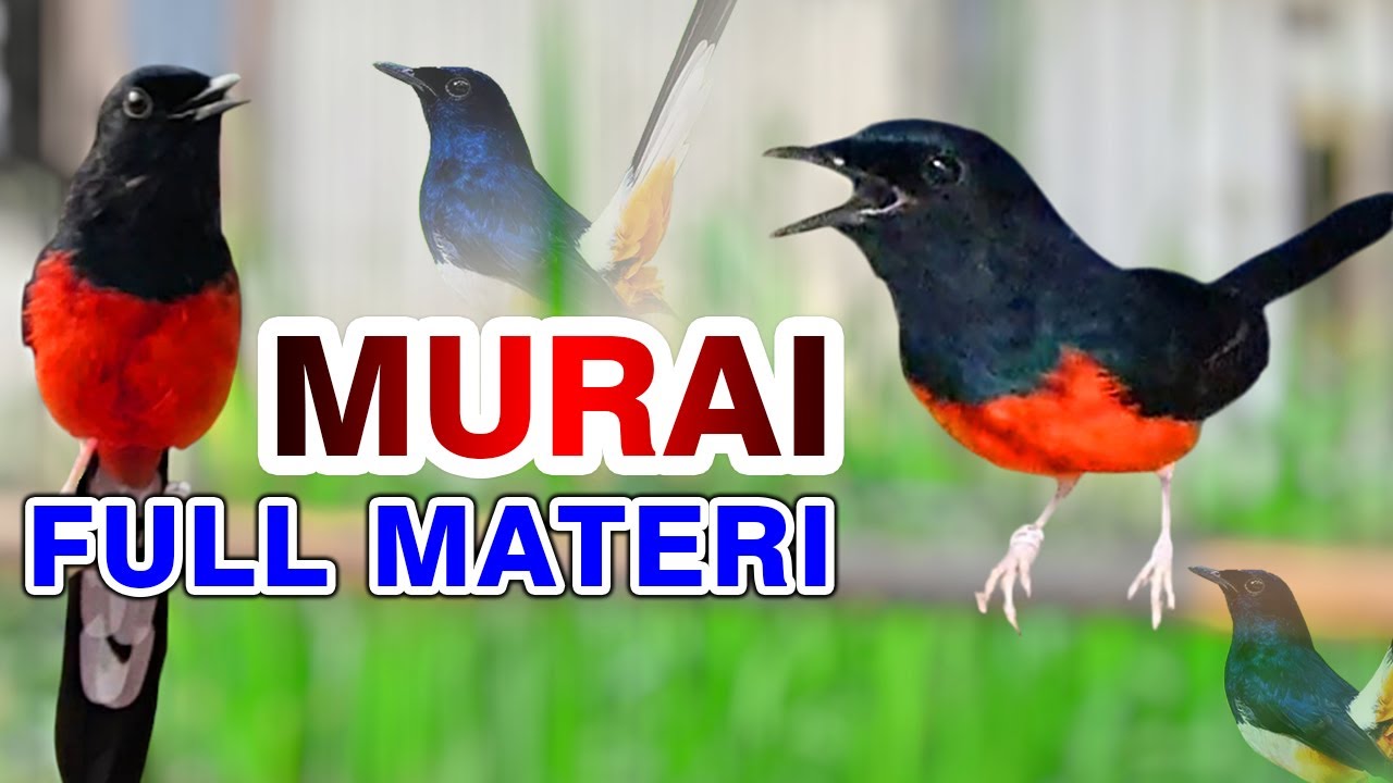 Masteran Burung Murai Gacor Bernyanyi dengan Sangat Merdu #birdsong #kicau #murai