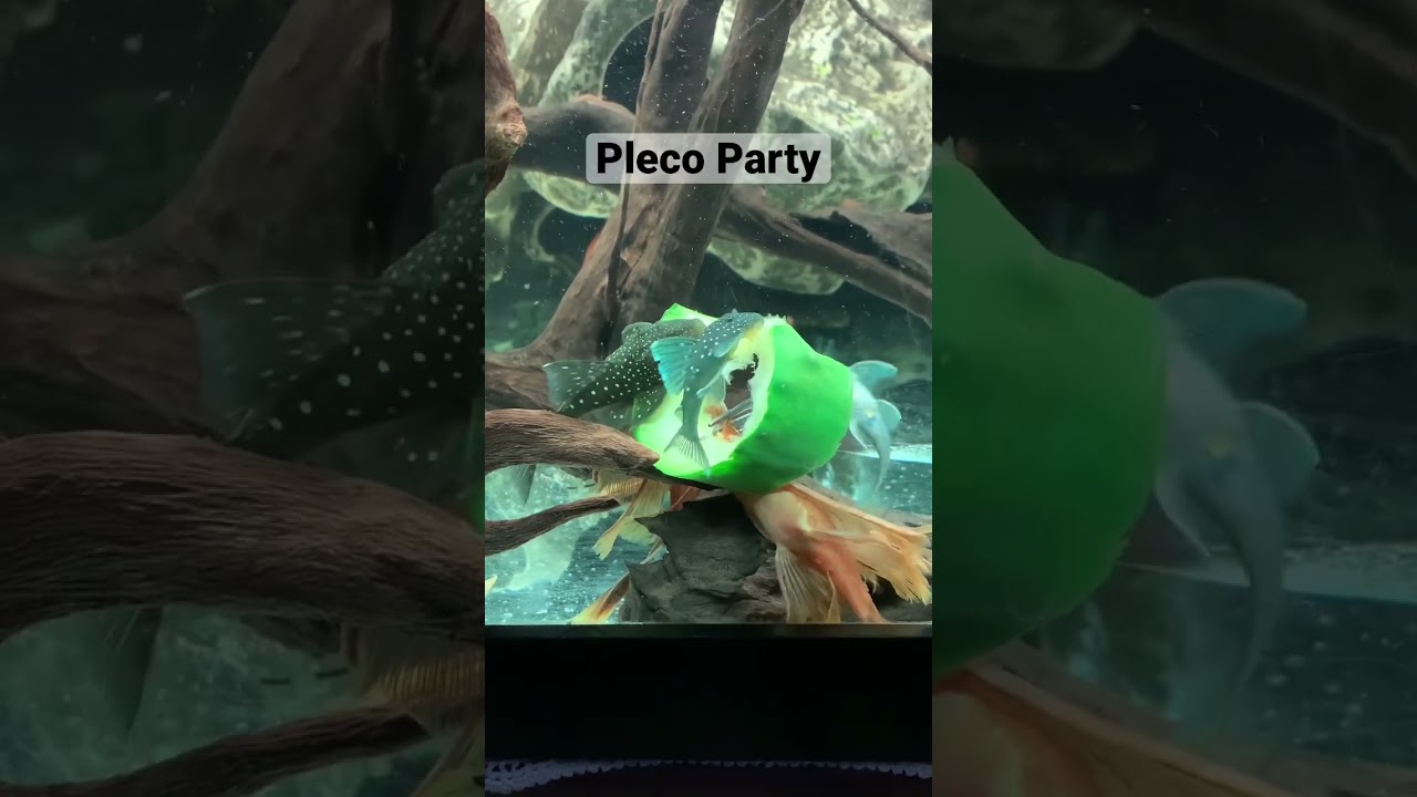 Pleco #aquarium #fish #aquascape #fishtank #betta #fyp #pets #cichlid #fypシ #viral #catfish #guppy
