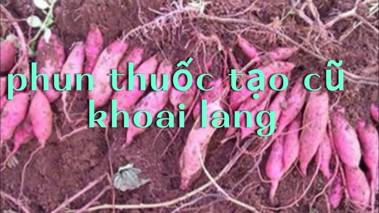 Phun Thuốc Tạo Cũ Khoai Lang @Vumientayvlog