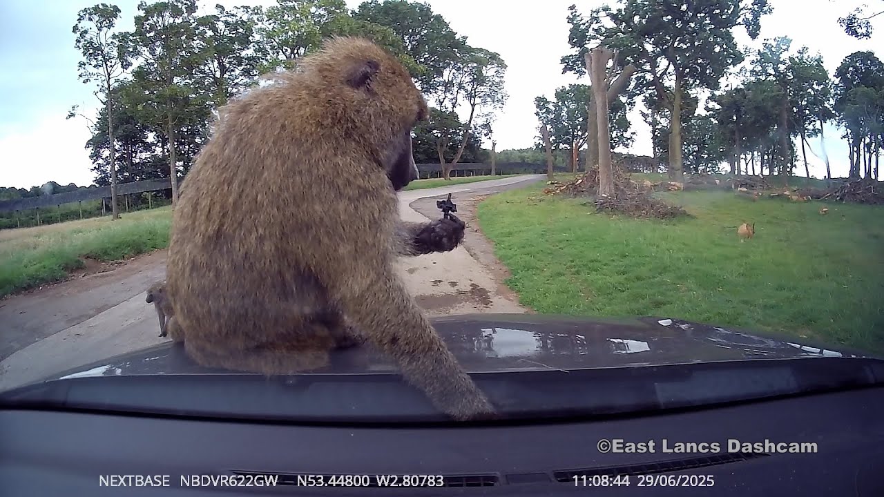 Knowsley Safari Park