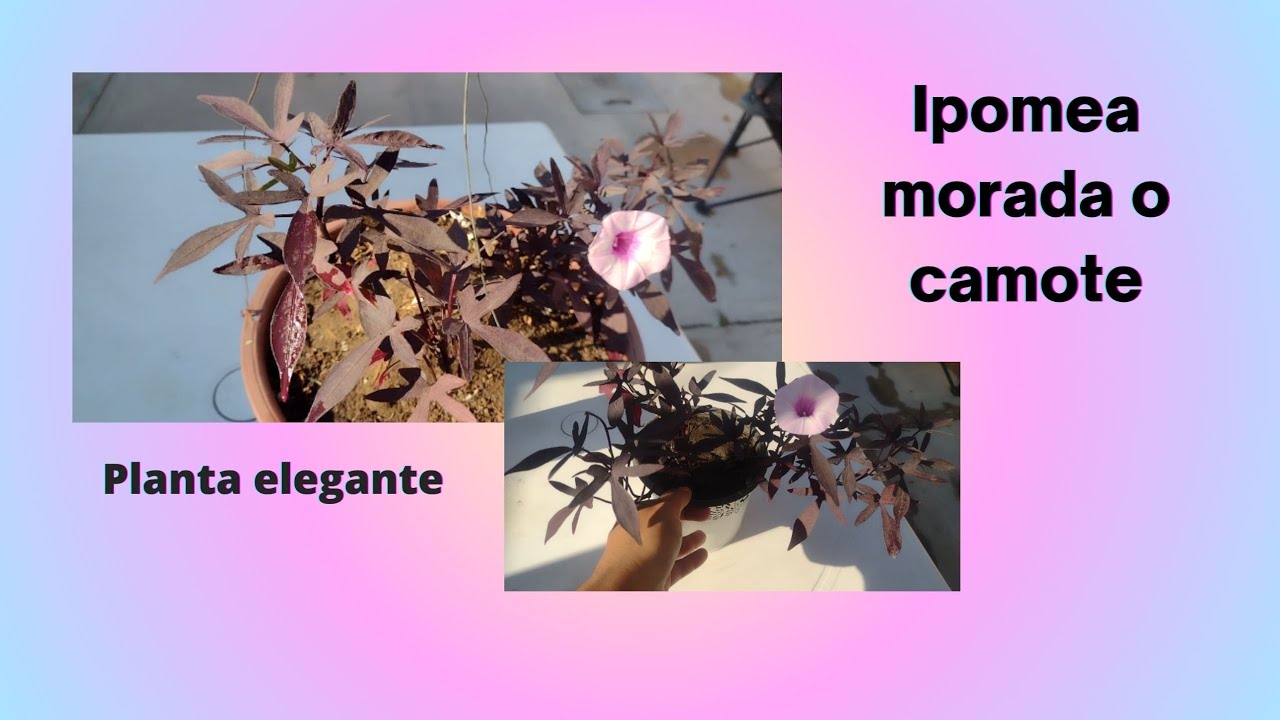 Cómo cuidar la Ipomea morada o camote/Me regalaron esta planta