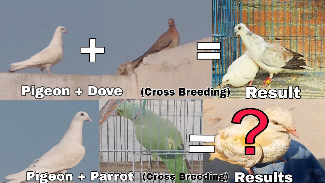 Pigeon and Dove Cross Breeding Live Result || Kabootar or Dove Ke Cross Breeding ka result