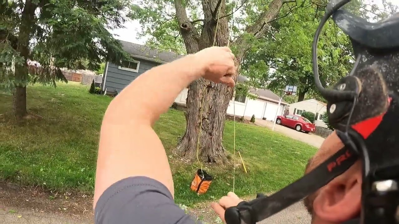 large hollow maple tree collapse on itself 1