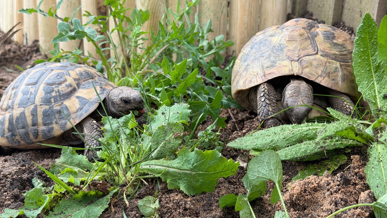 OUTDOOR TORTOISE ENCLOSURE IN THE UK