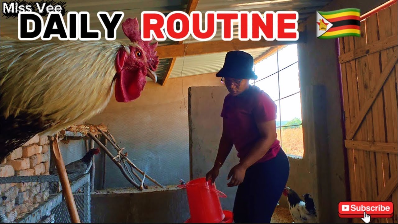 Daily Life in Zimbabwe Village | Feeding & Training 🇿🇼