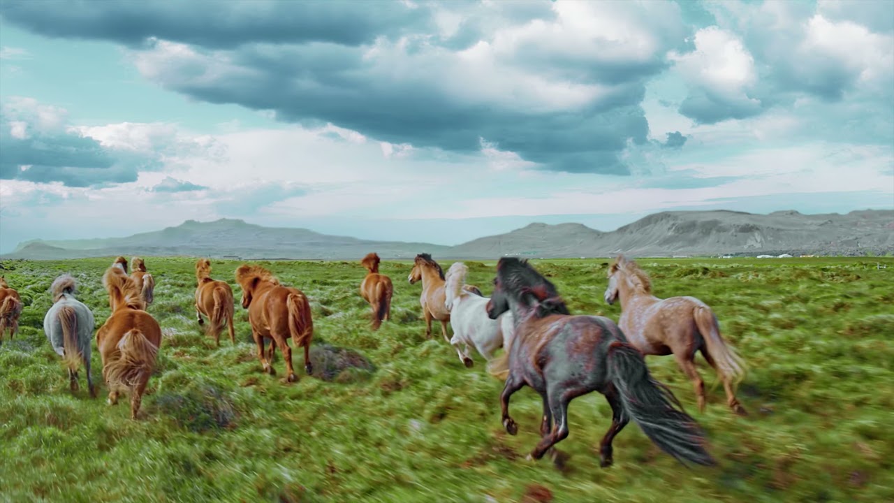 Running Horses 4K - no copyright video | Ultra HD Horses video footage