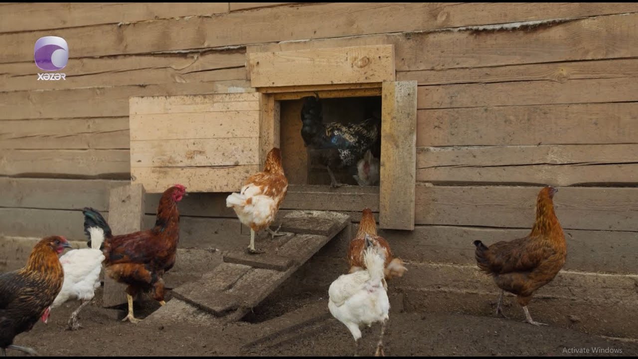 Azərbaycanda toyuq ətinə tələbat kəskin artdı
