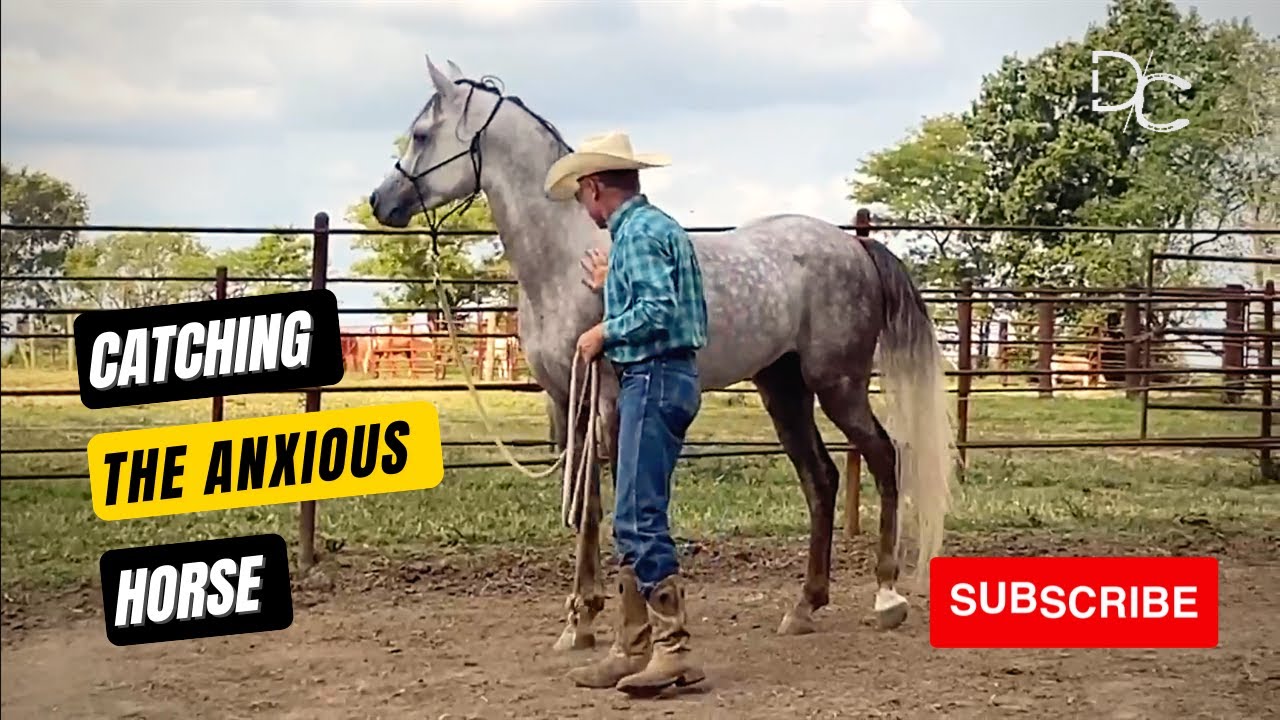 Catching Your Horse 🐎 Horse Type 1: The Anxious Horse