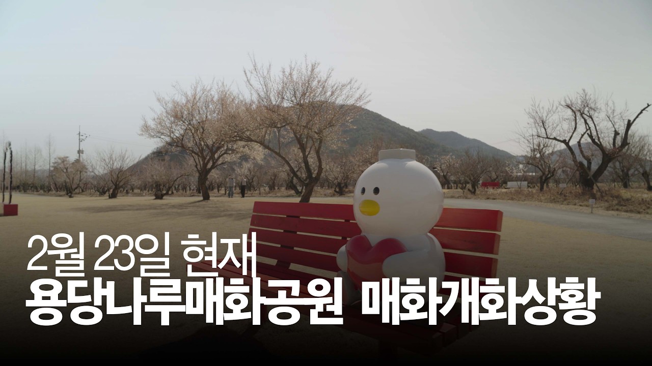 2026년 2월 23일 현재 김해 용당나루매화공원의 매화 개화상황 Korea Spring PlumBlossom, BTS Spring day