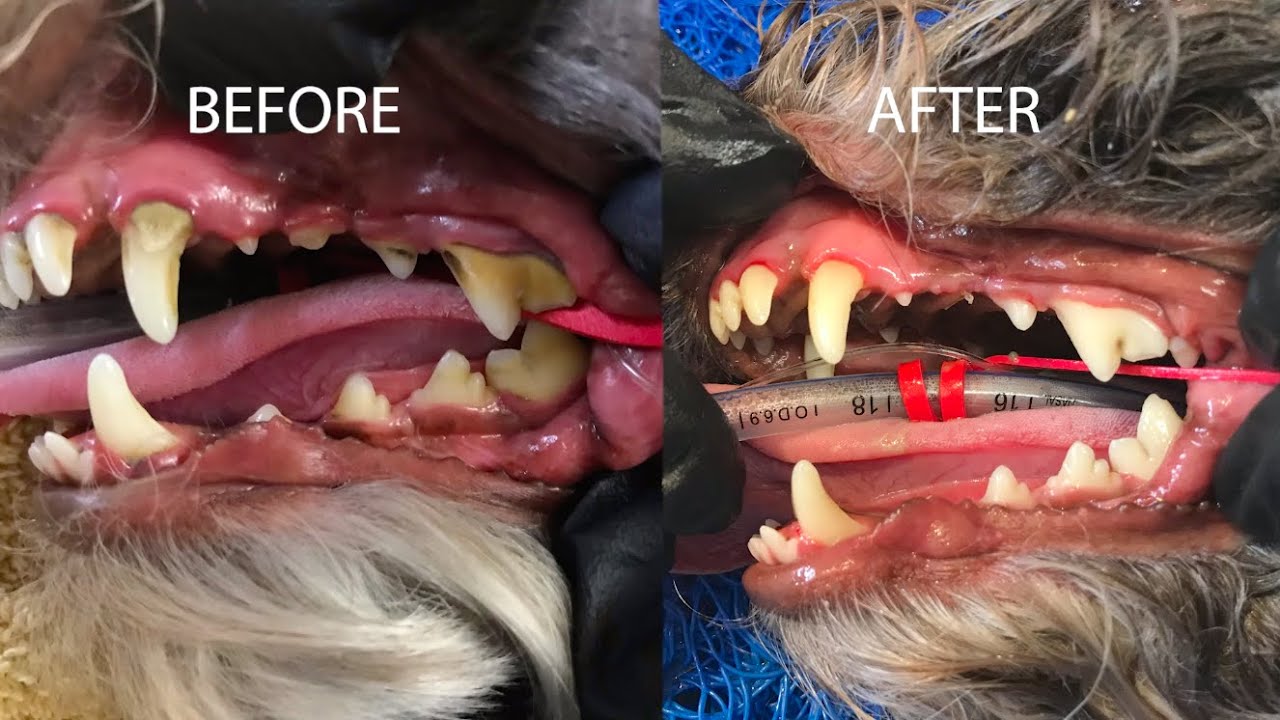 CCVRS Dental Procedures