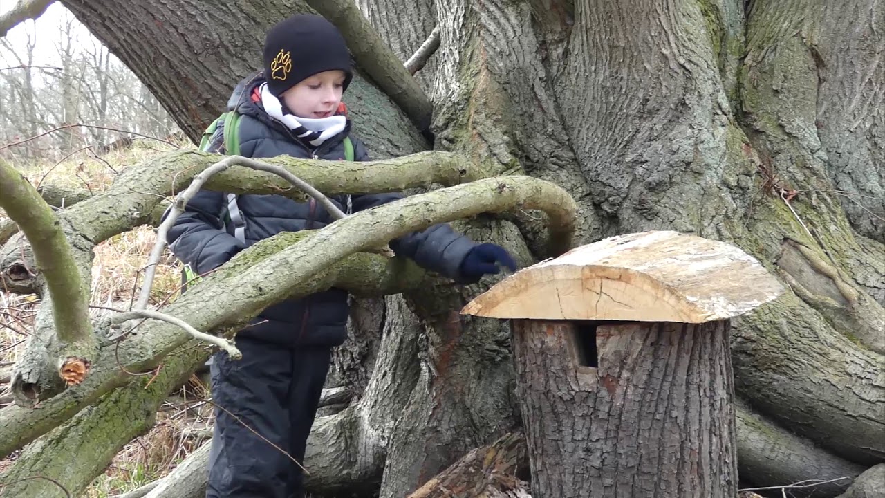 Startschuss für Wiedehopf-Projekt - ELSTERWELLE