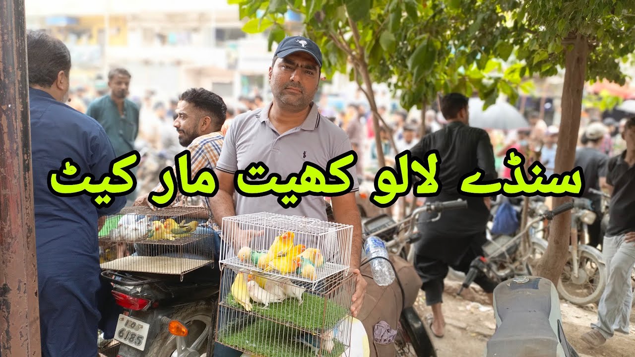 Sunday Lalukhet Market 31_08_2025 Farhan Birds Youtube Channel