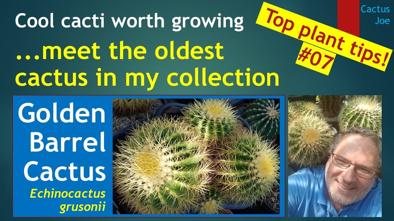 Кактус «Золотой ствол» — самый старый кактус в моей коллекции — Echinocactus grusonii #cactuscare...