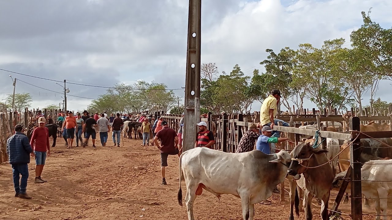 NA FEIRA DO GADO DE LIMOEIRO PERNAMBUCO 22 DE JANEIRO 2026