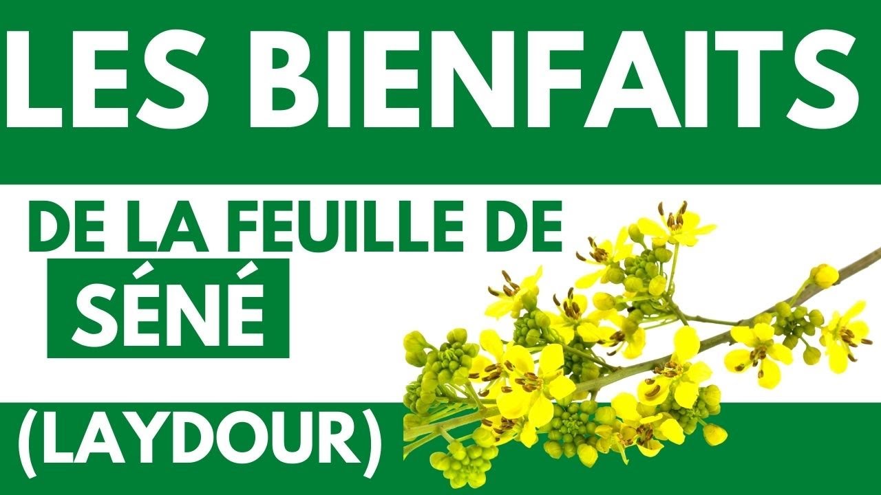 Les bienfaits de la feuille de s&eacute;n&eacute; (LAYDOUR)
