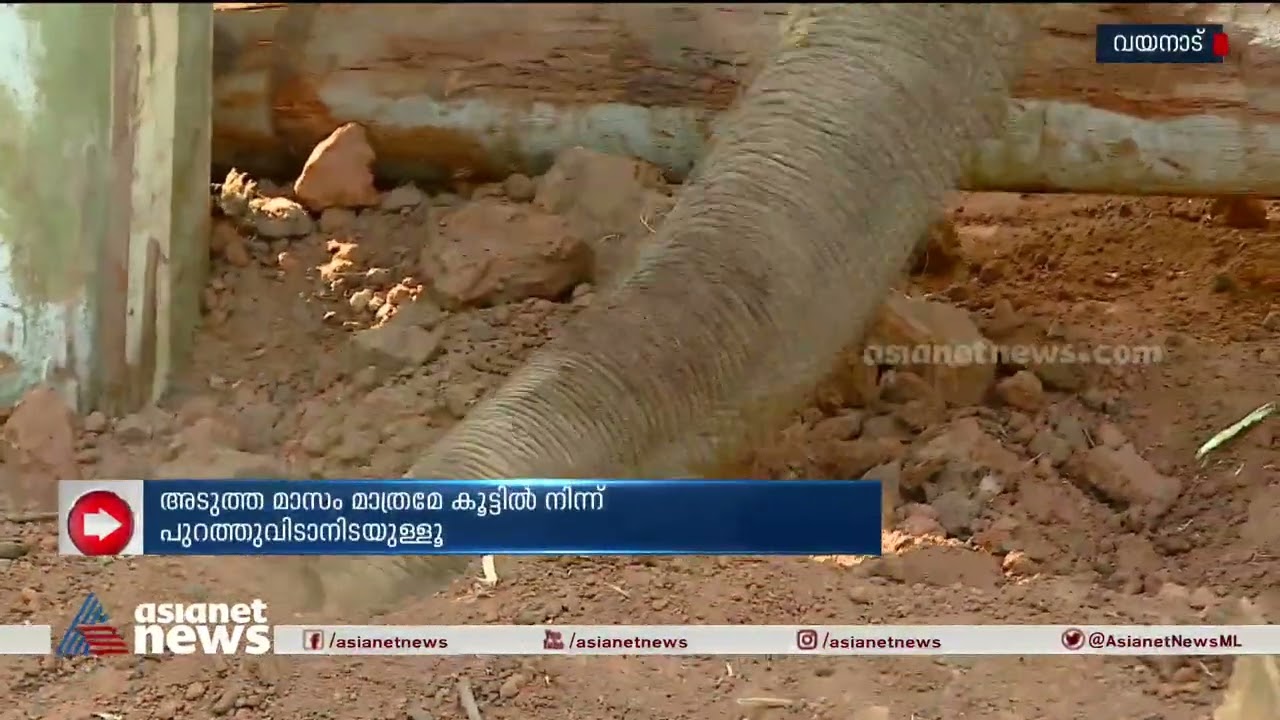 ബത്തേരിയെ വിറപ്പിച്ച പിഎം 2 മെരുങ്ങിത്തുടങ്ങി
