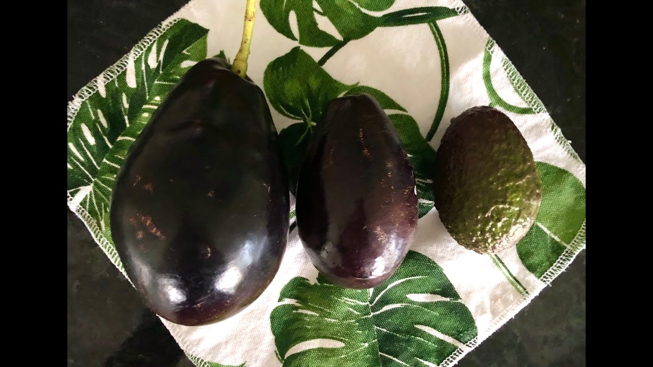 Mexicola Grande Avocado Tasting - Florida Grown Avocado