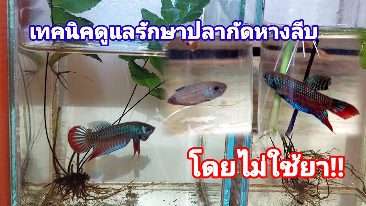 วิธีรักษาอาการปลากัดหางลีบ ฉบับตาโรจน์ #bettafish #ปลากัด #ปลากัดป่า