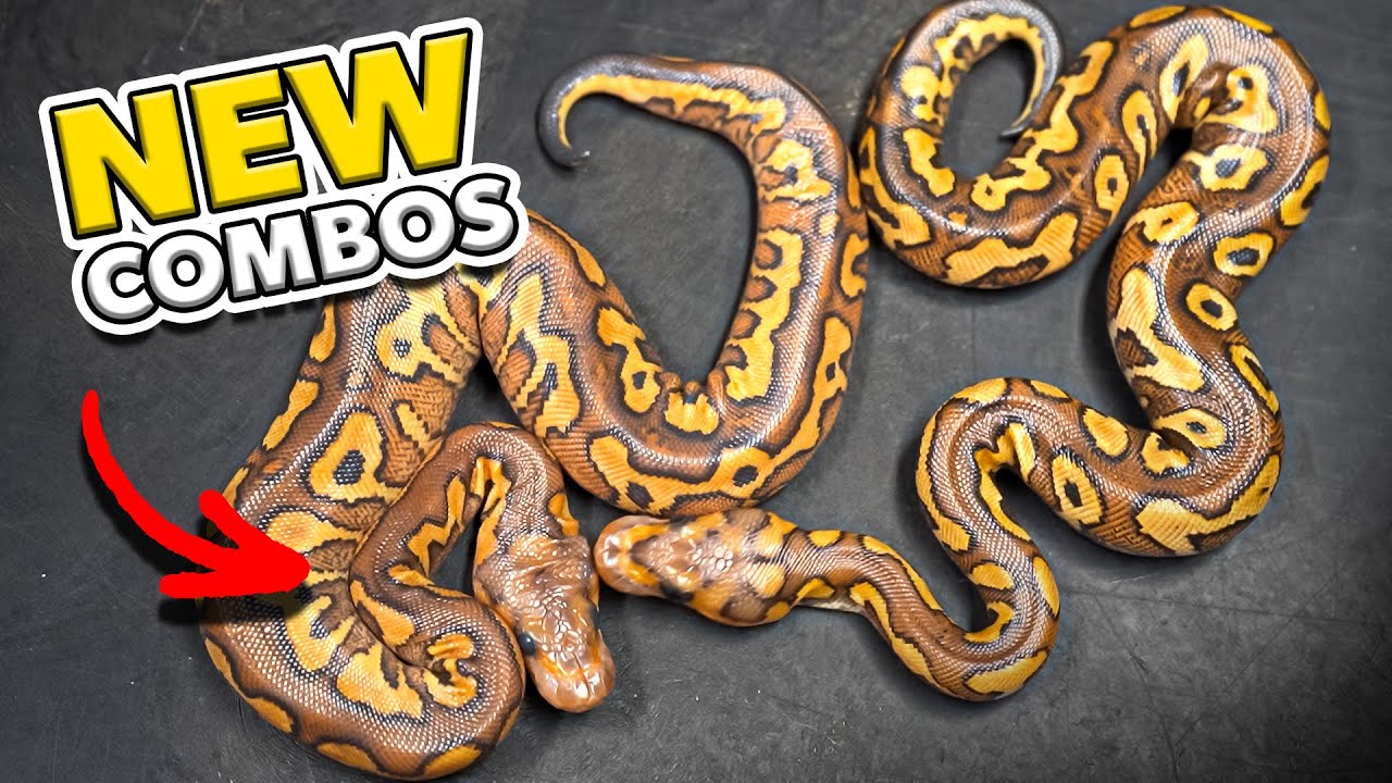 We Are Hatching Some Really Pretty Snakes’